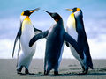 pessoais:sheila:penguins.jpg